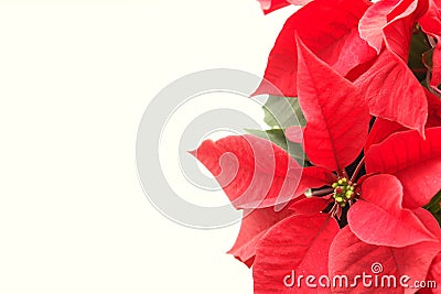 Poinsettia Christmas Stock Photo