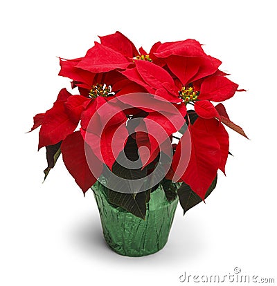 Poinsettia Stock Photo