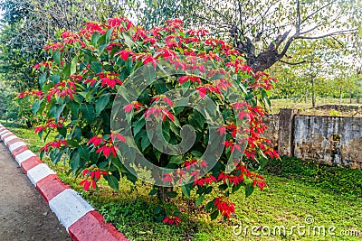 Poinsettia (Euphorbia pulcherrima) bush, also known as Christmas Star in Pyin Oo Lwin, Myanm Stock Photo