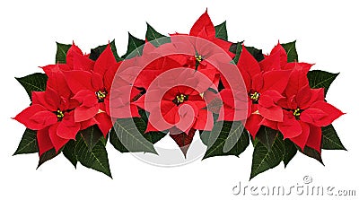 Poinsettia flowers wave arrangement Stock Photo