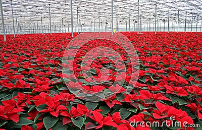 Poinsettia in greenhouse Stock Photo