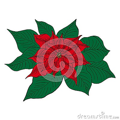 Poinsettia is an isolated icon for decorating a Christmas or New Year greeting card. Vector realistic poinsettia plant Vector Illustration