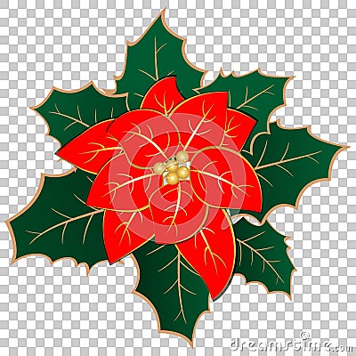 Poinsettia and mistletoe on transparent background Vector Illustration