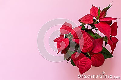 The poinsettia on pink background Stock Photo