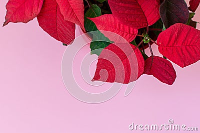 The poinsettia on pink background Stock Photo