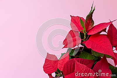 The poinsettia on pink background Stock Photo