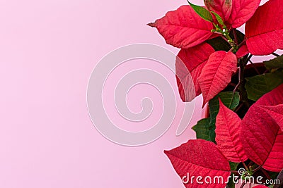 The poinsettia on pink background Stock Photo