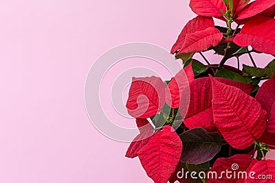 The poinsettia on pink background Stock Photo