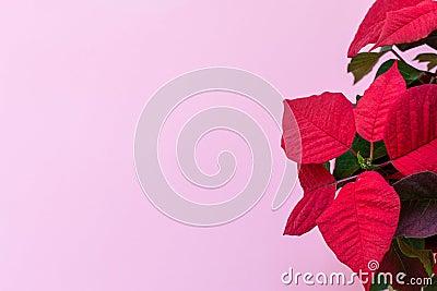 The poinsettia on pink background Stock Photo