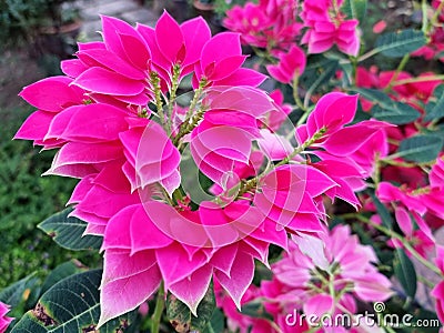 Poinsettia (Pink Christmas star) Stock Photo