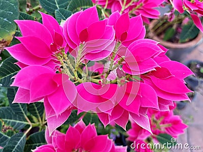 Poinsettia (Pink Christmas star) Stock Photo