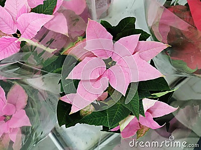 Poinsettia pink in a pot.New year`s flower.close up Stock Photo