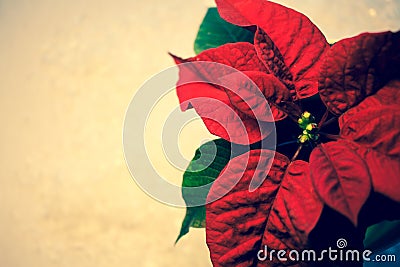 Poinsettia. Stock Photo