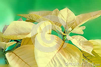 The poinsettia yellow flowers Euphorbia pulcherrima Stock Photo