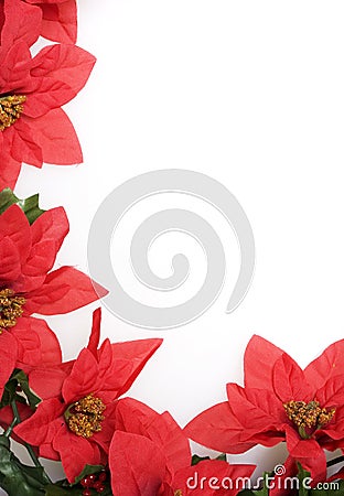 Poinsettias background over white Stock Photo