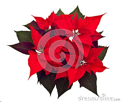 Poinsettias Christmas flower Stock Photo