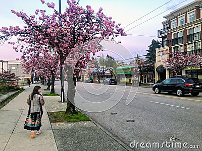 A woman walking through the Vancouver neighbourhood of Point Grey in spring with cherry blossoms in bloom, in Vancouver Editorial Stock Photo