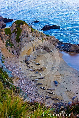 Point Reyes National Seashore wildlife. Stock Photo