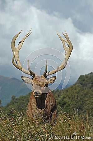 13 point stag Stock Photo