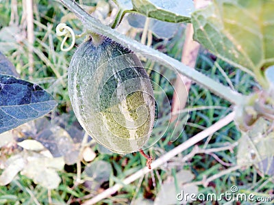 Pointed gourd plant in india Stock Photo