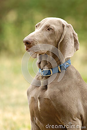 Pointer dog Stock Photo