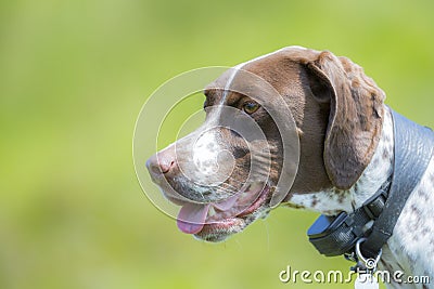 Pointer dog portrait wearing GPS tracking collar Stock Photo