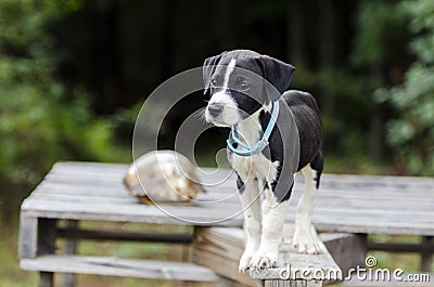 Pointer Hound mixed breed puppy dog with flea collar Stock Photo