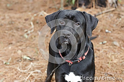 Pointer Labrador Retreiver mixed breed dog Stock Photo