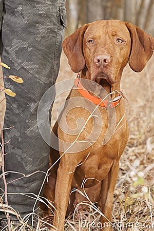 Pointer sitting at hunters heel Stock Photo