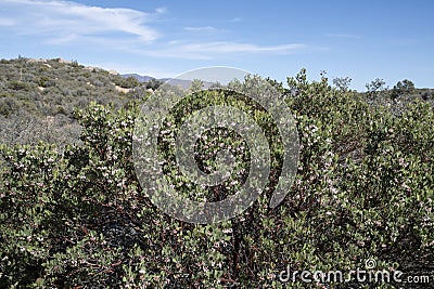 Pointleaf manzanita with urn-shaped flowers in mountains Stock Photo