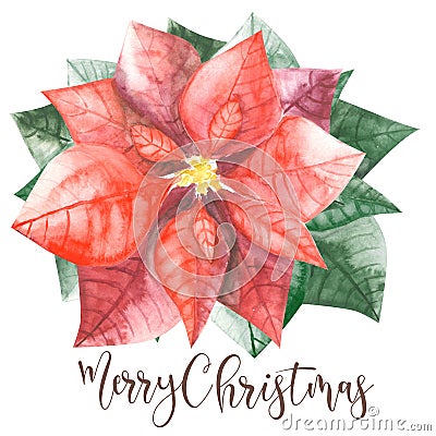 Pointsettia with green leaves and christmas wishes Stock Photo