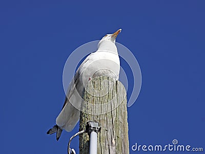 Poised gull on wood piling Stock Photo