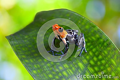 Poison arrow frog Stock Photo