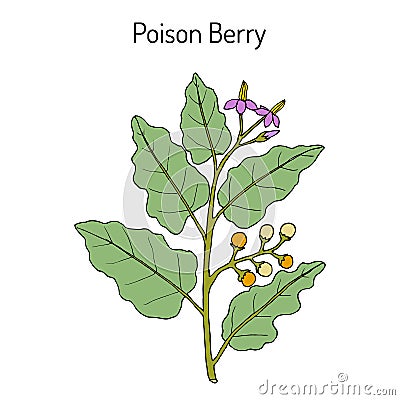 Poison berry, Solanum indicum , medicinal plant Vector Illustration