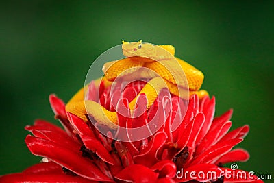 Poison danger viper snake from Costa Rica. Yellow Eyelash Palm Pitviper, Bothriechis schlegeli, on red wild flower. Wildlife scene Stock Photo