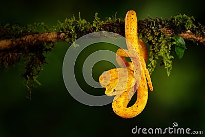 Poison danger viper snake from Costa Rica. Yellow Eyelash Palm Pitviper, Bothriechis schlegeli, on red wild flower. Wildlife scene Stock Photo