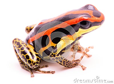 Poison dart or arrow frog, Ranitomeya uakarii golden legs morph Stock Photo