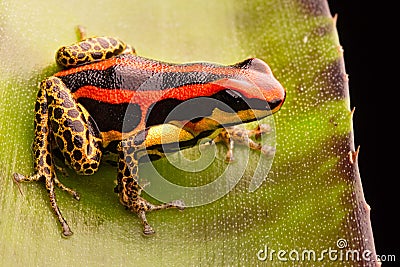 Poison dart or arrow frog, Ranitomeya uakarii golden legs morph Stock Photo