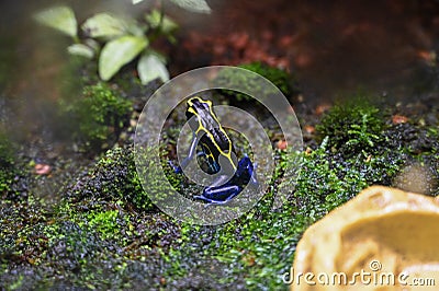 Poison dart frog also known as poison arrow frog Stock Photo