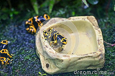 Poison dart frog also known as poison arrow frog Stock Photo