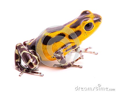 Poison dart frog, an amphibain with vibrant yelllow Stock Photo