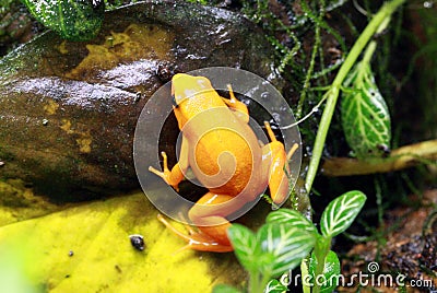 Poison Dart frog Stock Photo