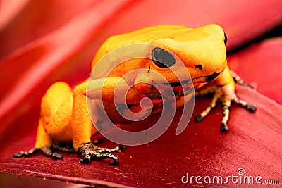 Poison dart frog Phyllobates terribilis Stock Photo