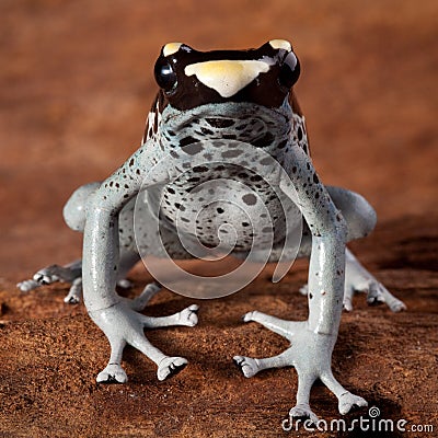 Poison dart frog poisonous animal Stock Photo