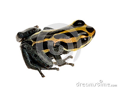 Poison Dart Frog - ranitomeya amazonica or Dendrob Stock Photo