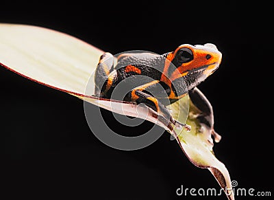 Poison dart frog Ranitomeya imitator Stock Photo