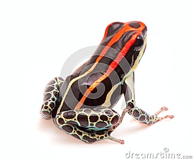 Poison dart frog, Ranitomeya uakarii Stock Photo
