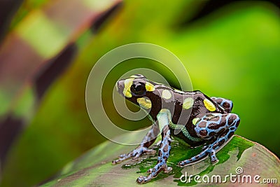 Poison dart frog Stock Photo