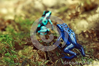 Poison Dart Frogs Stock Photo