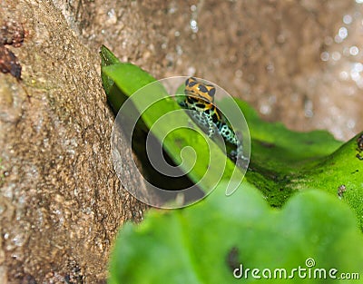 Poison Dart Frog Dendrobatidae Stock Photo